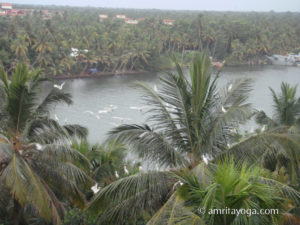 Amritapuri ashram backwaters with palm tree