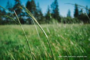 field meadow of green grass