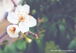 white flowers from amritapuri ashram