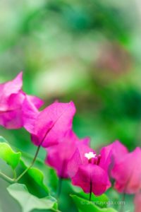 amrita-yoga-pink-flowers-at-amritapuri-smaller-200x300.jpg