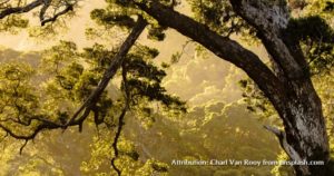 charl-van-rooy-672182-unsplash-crop-02-watermarked-300x158.jpg