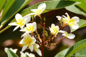 yellow and white flowers amritapuri ashram