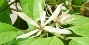 white flower at amritapuri ashram