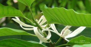 amritapuri ashram, white flower