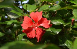 amrita yoga, red flower at amritapuri ashram