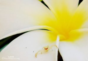 Amritapuri flower with smiling spider