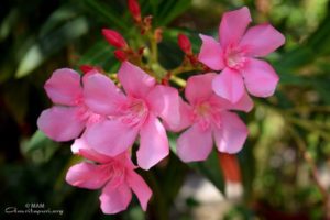 pink flowers at amritapuri