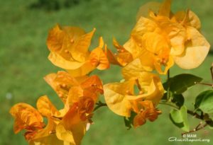 yellow orange flower at amritapuri