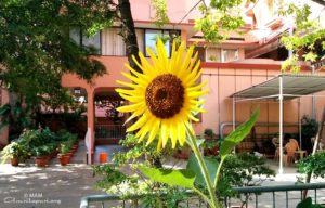 amritapuri ashram sunflower