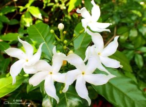 amritapuri white flowers