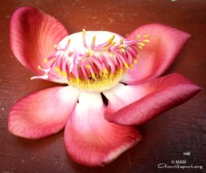 amritapuri lotus flower