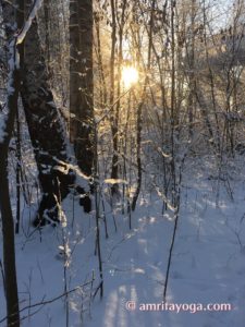 winter scene with sunset through trees
