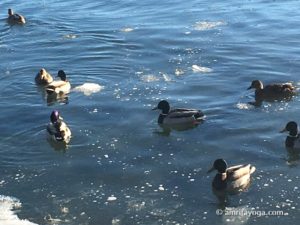 ducks on blue water