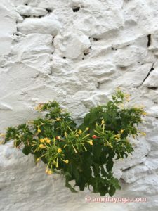 plant growing on white wall