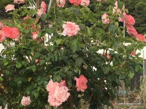 amrita yoga pink roses watermarked