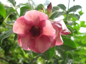 amrita yoga red flowers at amritapuri