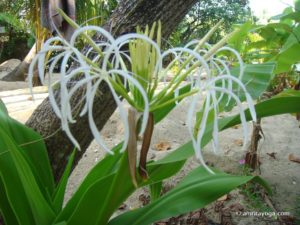 amritapuri beach flower white