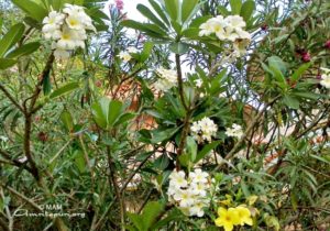 amritapuri ashram flowers trees