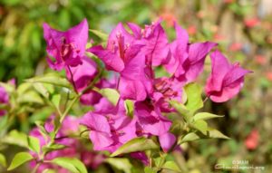 amritapuri red pink flowers