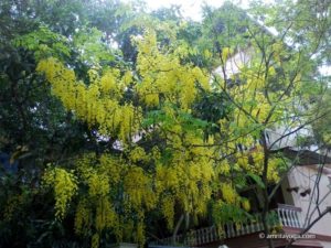 amritapuri ashram tree w yellow flowers