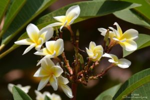 ashram white and yellow flowers