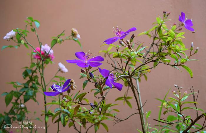 blue flowers watermarked