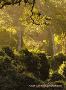 forest scene with sunlight