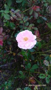 pink flower among dark leaves