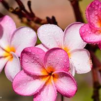 flores en el ashram de amritapuri