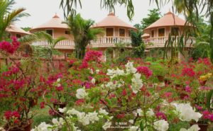 flowering plants at amritapuri ashram