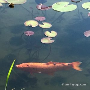 orange fish with lotus leaves