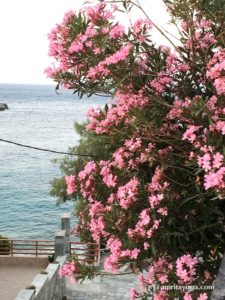 pink flowers on tree, watermarked