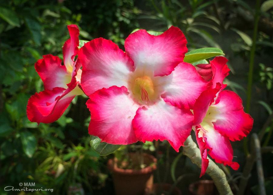 red and white flowers watermarked