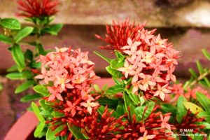 red and pink amritapuri ashram flowers