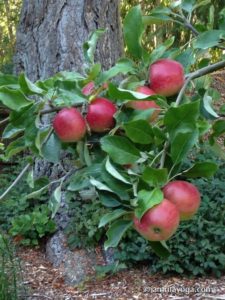 seeds of life apples on tree amrita yoga