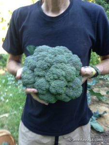 seeds of life man holding brocoli amrita yoga