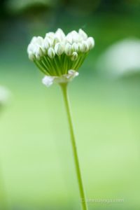 white flower