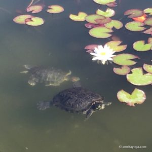two turtles in pond watermarked