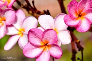 white and pink flowers amritapuri